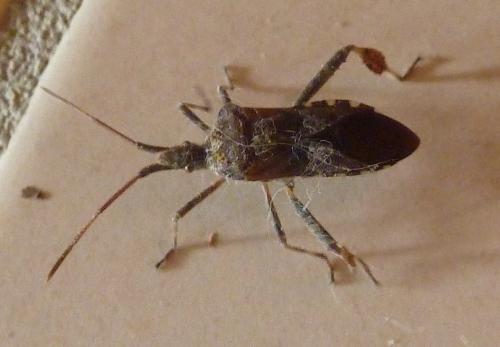 Réf. 195 199 : Leptoglossus occidentalis